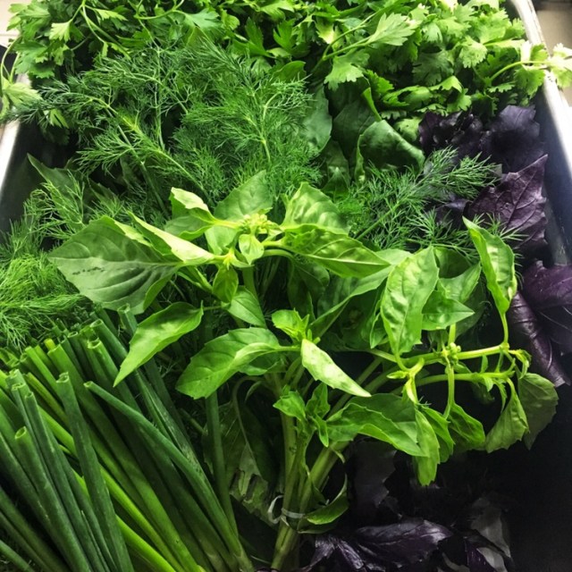 Herbs destined for greatness. Purple basil is not used in Kükü.